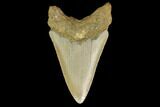 Bargain, 3.56" Fossil Megalodon Tooth - North Carolina - #131599-2